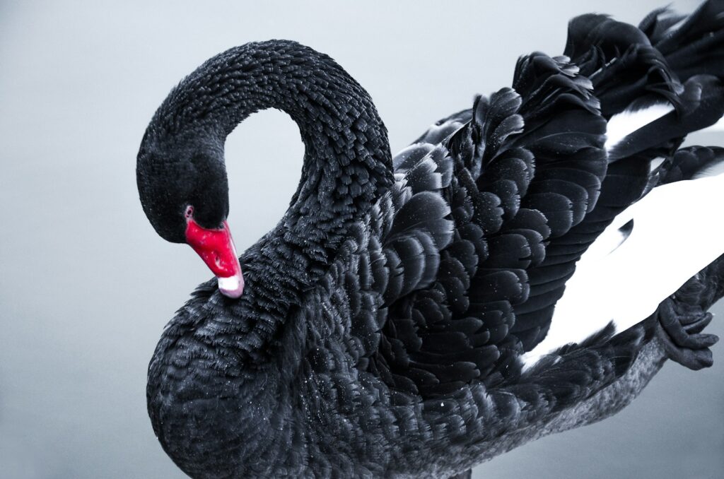 Black swan housing crash