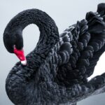 Black swan housing crash