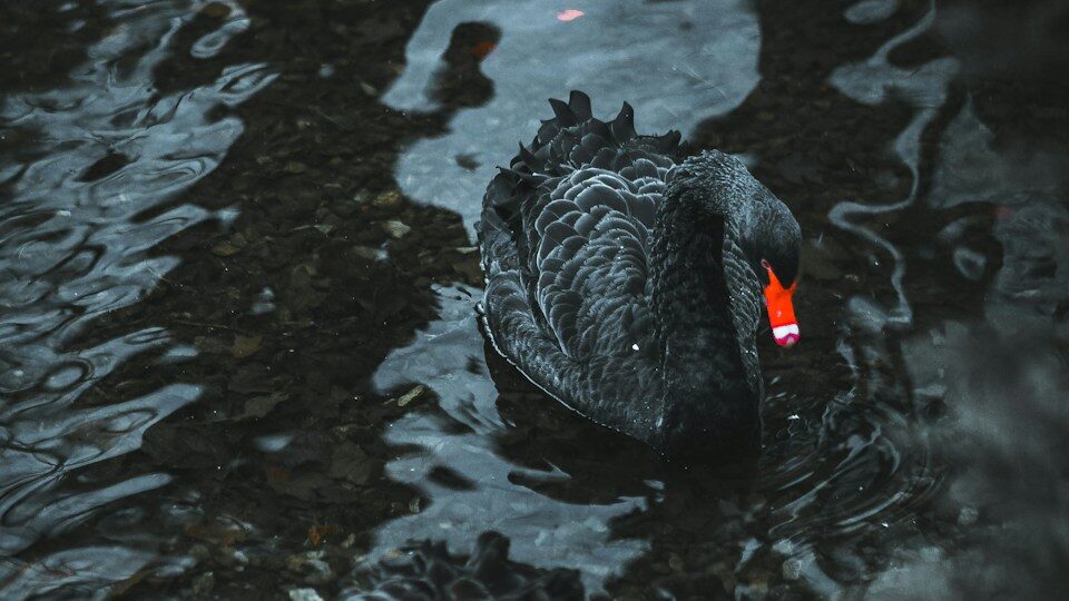 Black swan crisis